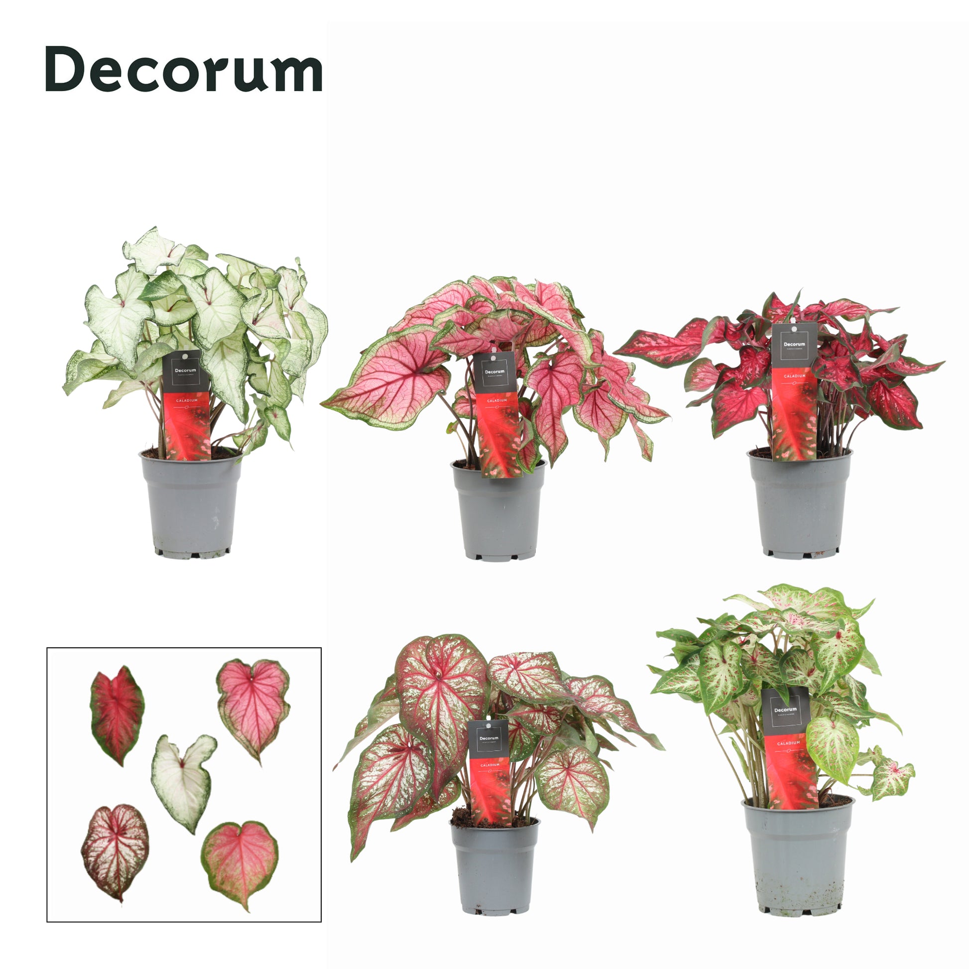 Caladium mix 25cm 12cm Pot