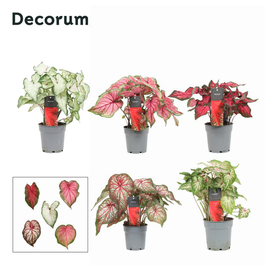 Caladium mix 25cm 12cm Pot