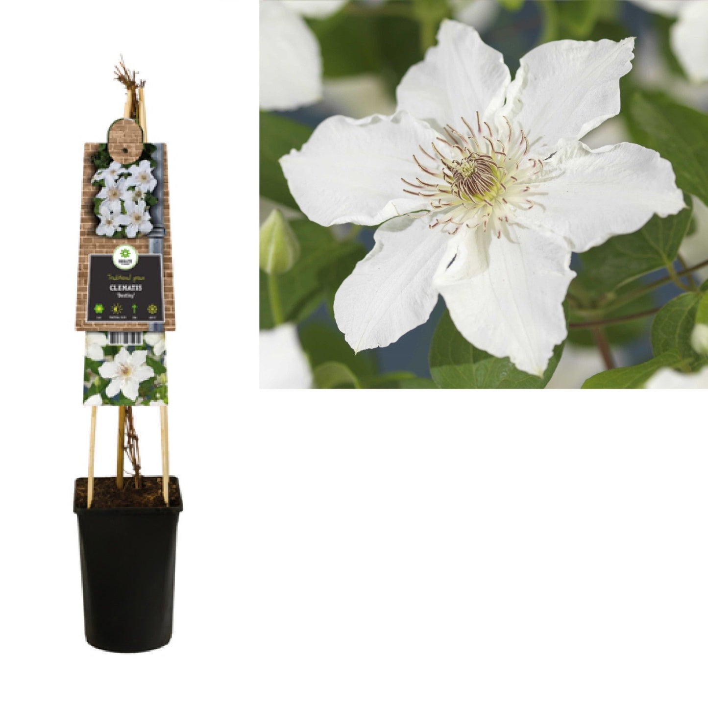 Clematis Destiny 75cm 17cm Pot