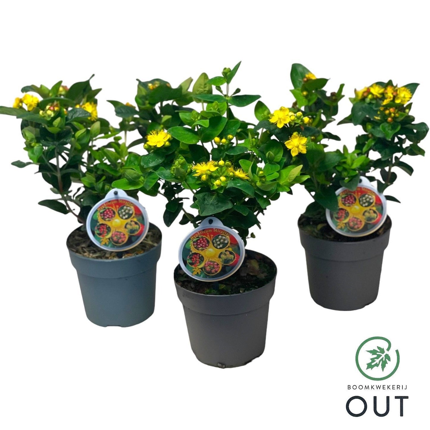 Hypericum dum. Peter Dummer 40cm 13cm Pot