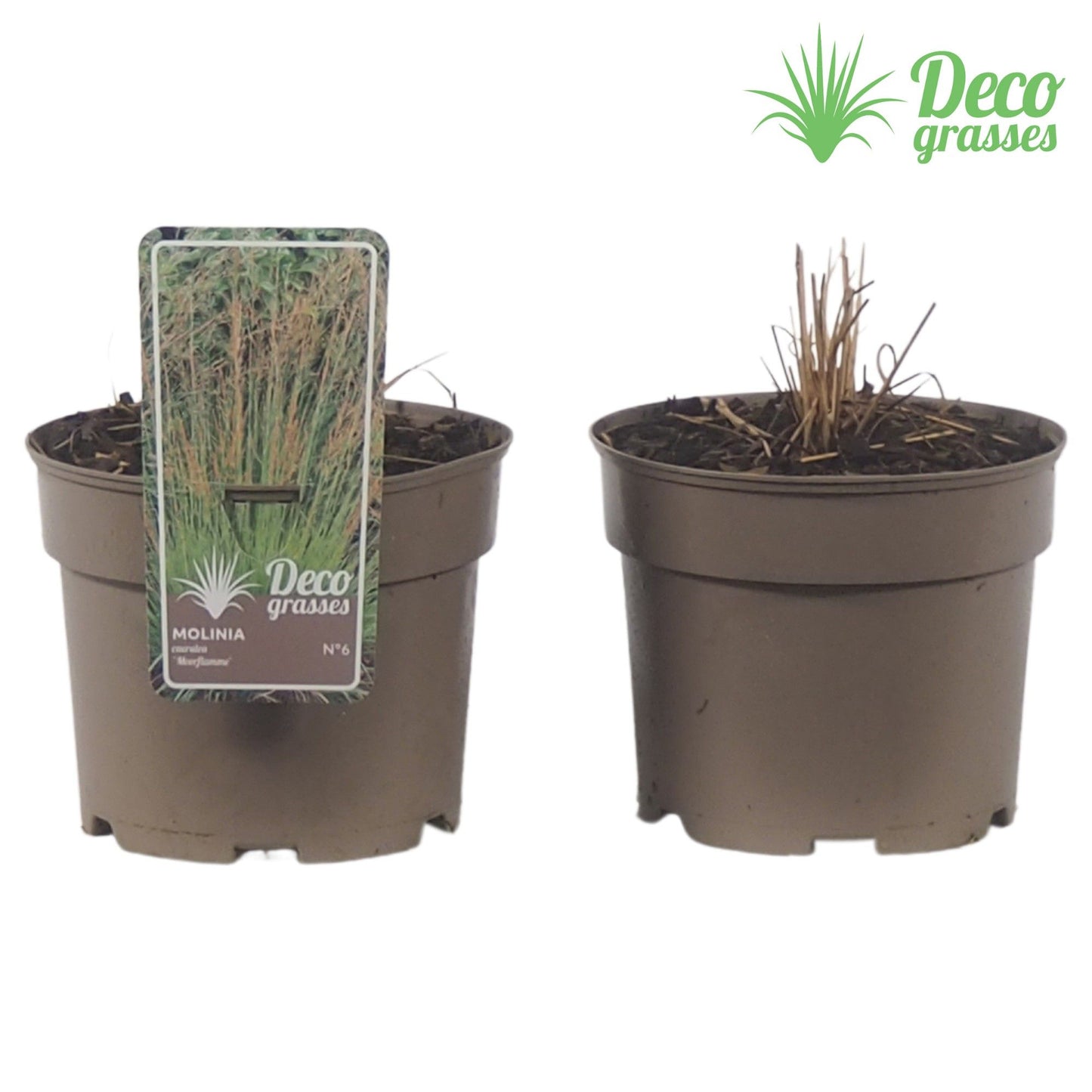 Miscanthus sinensis 30cm 19cm Pot