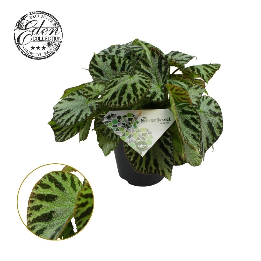Begonia Silver Jewel 30cm 15cm Pot