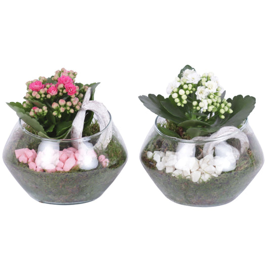 Indoor arrangement 20cm 15cm Pot