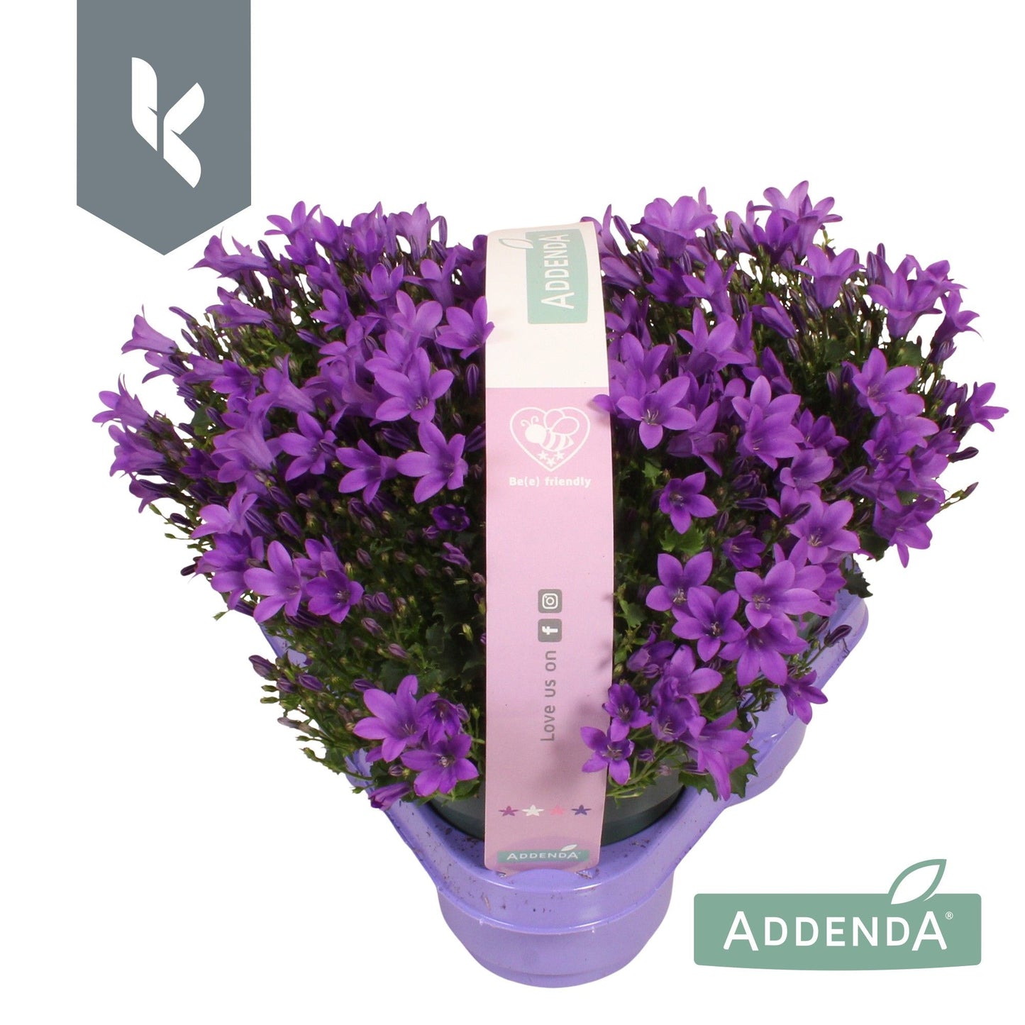 Campanula Ambella Intense purple 22cm 510cm Pot