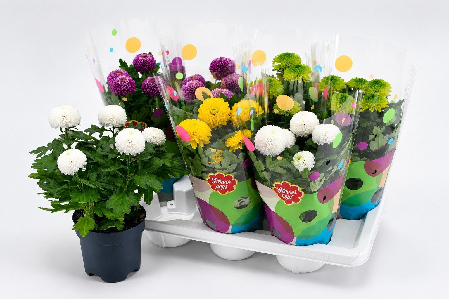 Chrysanthemum Flowerpops mix 35cm 14cm Pot