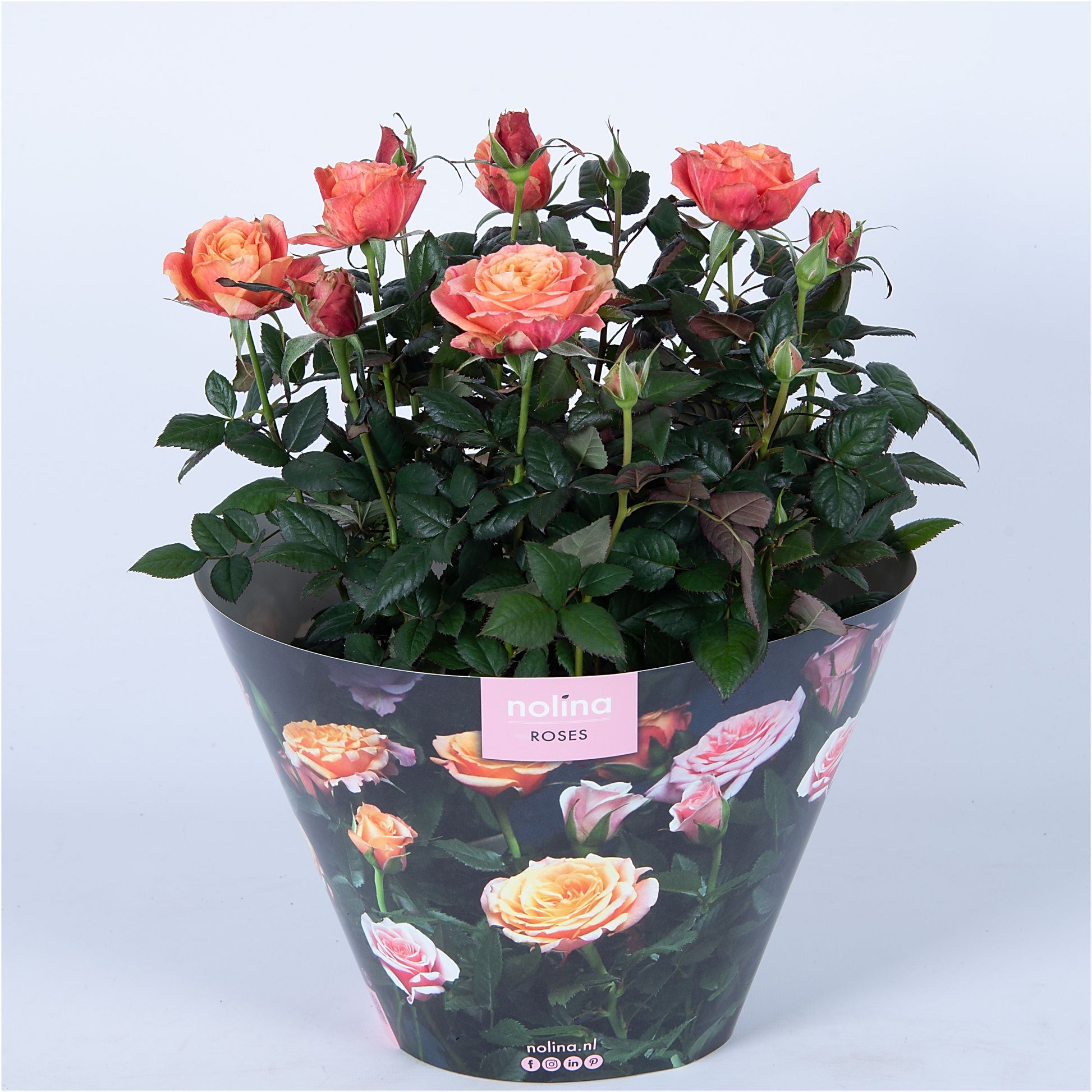 Rose Patiohit orange 38cm 23cm Pot