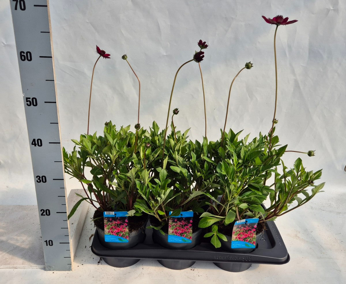 Cosmos Cherry Chocolate 30cm 17cm Pot