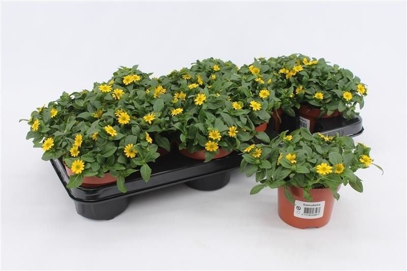 Sanvitalia procumbens 15cm 510cm Pot
