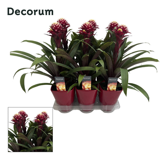 Guzmania Francesca (+ drp.ceramic) 45cm 14cm Pot
