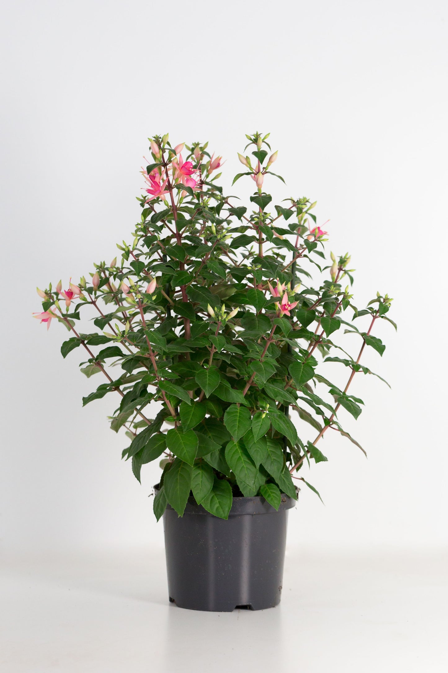Fuchsia Walz Jubelteen 60cm 21cm Pot