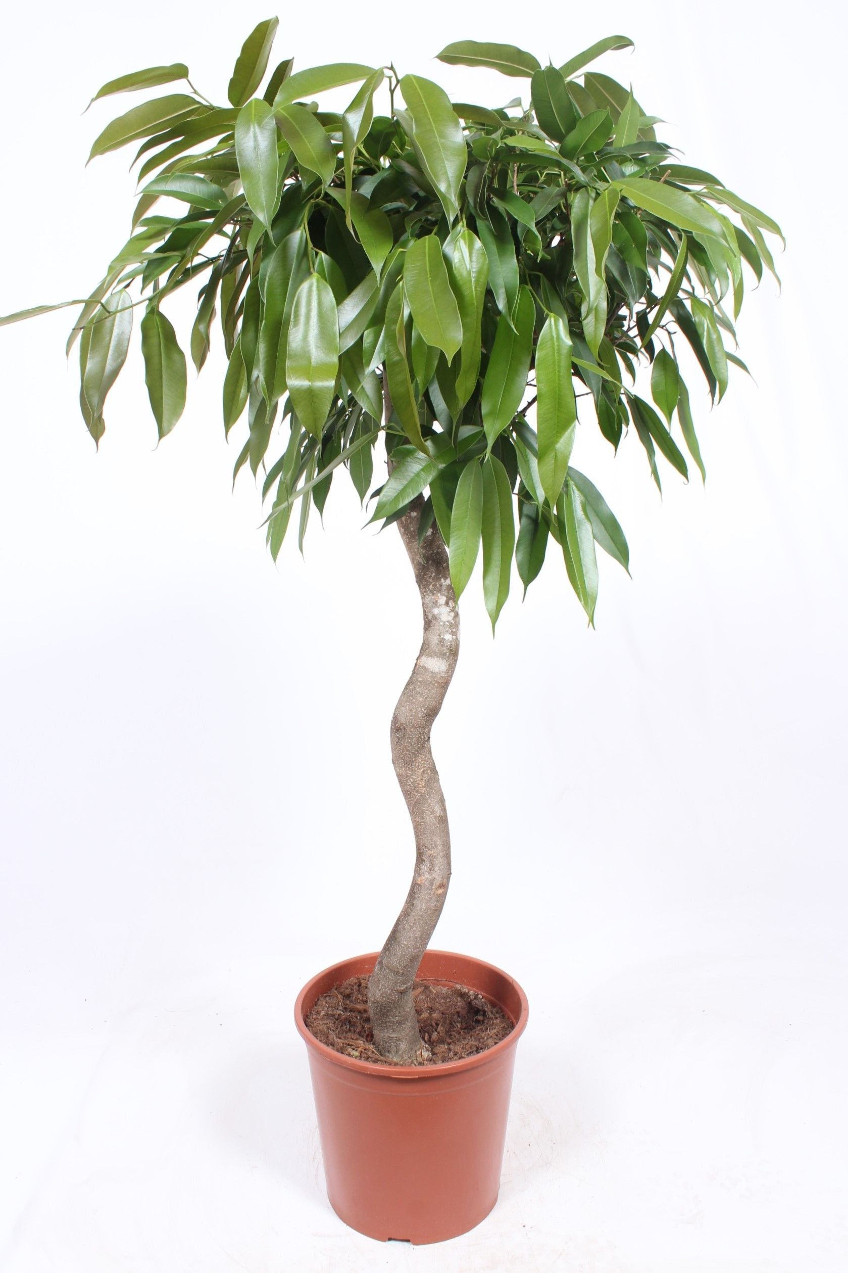 Ficus Amstel King spiral 130cm 30cm Pot