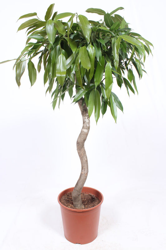 Ficus Amstel King spiral 130cm 30cm Pot