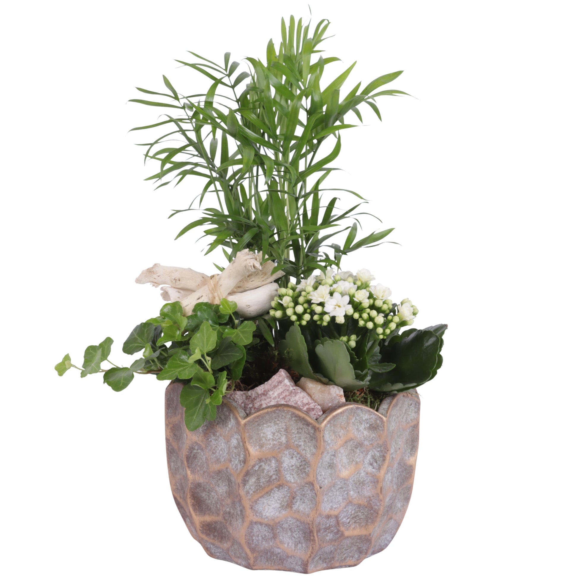 arr. Kamerplanten YR618K0670 35cm 18cm Pot