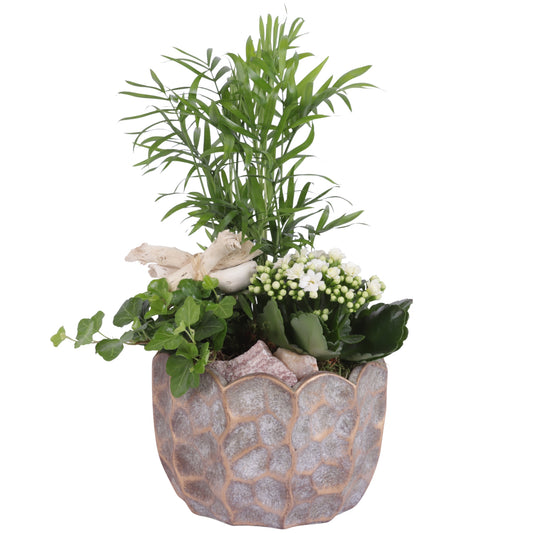 arr. Kamerplanten YR618K0670 35cm 18cm Pot
