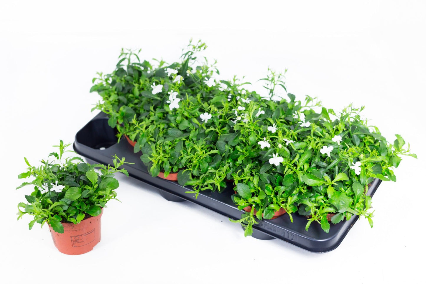 Lobelia Laguna Trailing White 20cm 510cm Pot