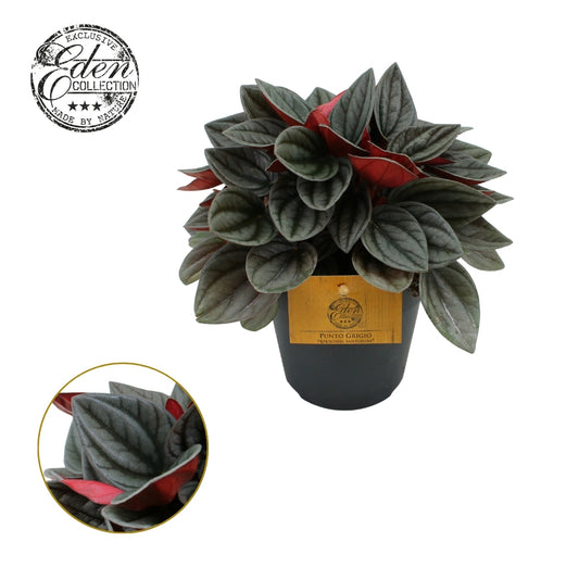 Peperomia cap. Santorini 20cm 12cm Pot