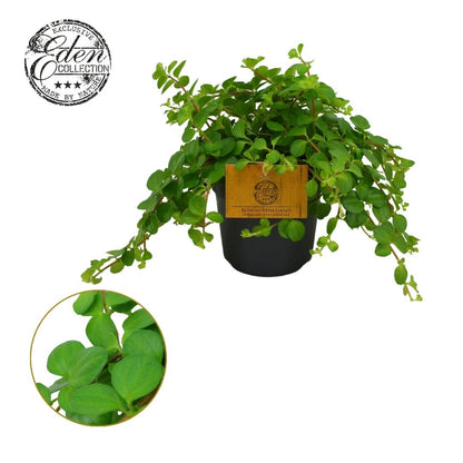 Peperomia rotundifolia 15cm 510cm Pot