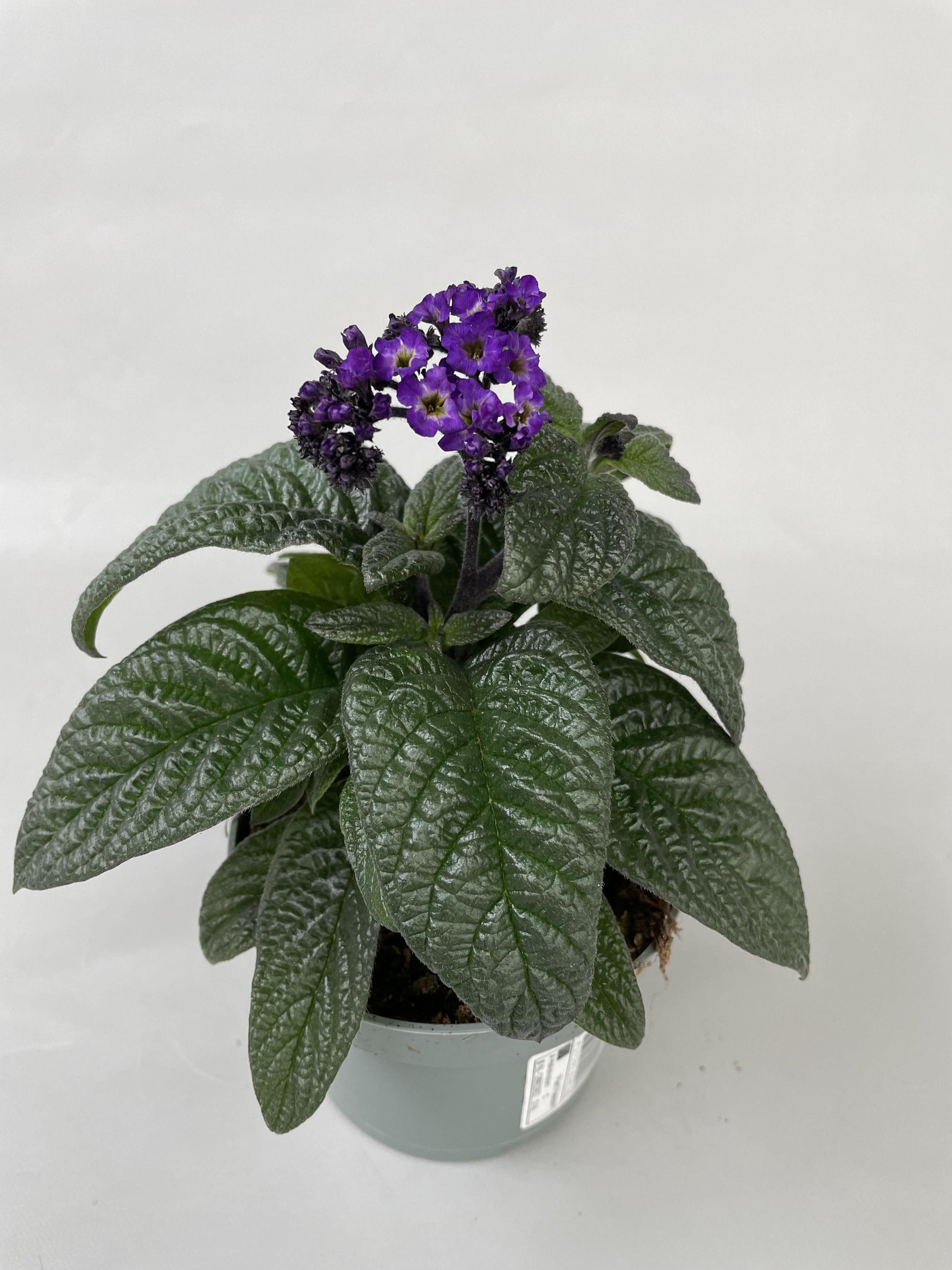 Heliotropium 22cm 510cm Pot