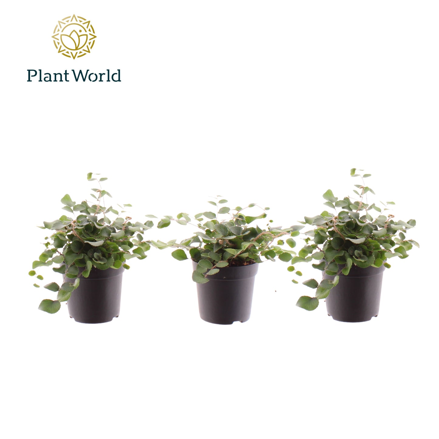 Pellaea rotundifolia 10cm 7cm Pot