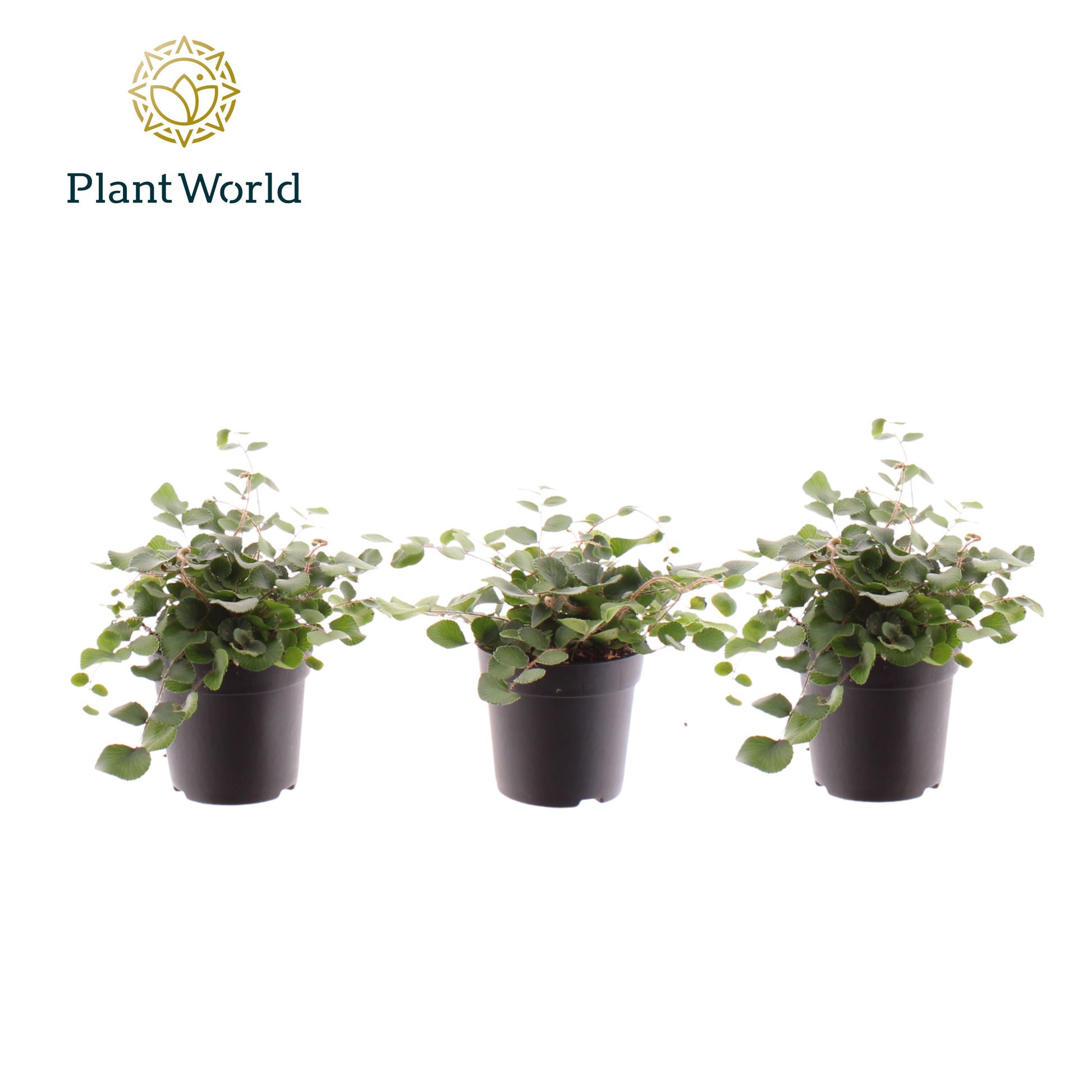 Pellaea rotundifolia 10cm 7cm Pot