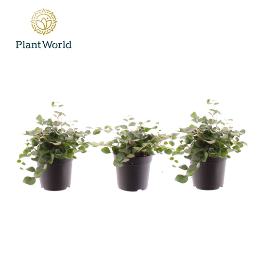 Pellaea rotundifolia 10cm 7cm Pot