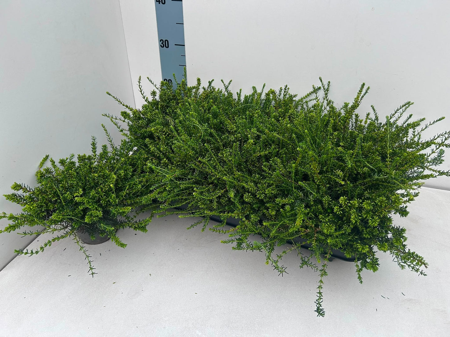 Gartenbau Janshen Gbr Erica dar. White Perfection Pack of 8