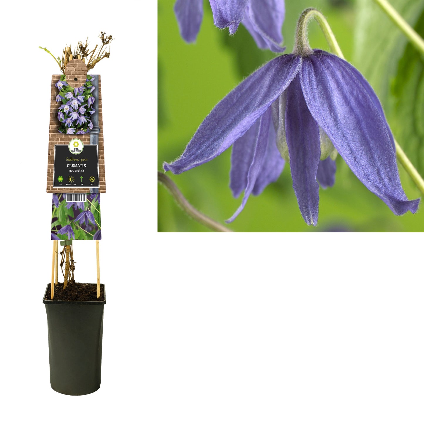 Clematis macropetala 75cm 17cm Pot
