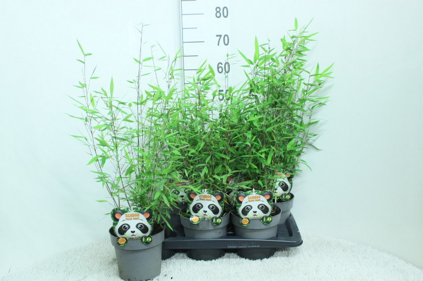 Fargesia nit. Black Pearl 70cm 17cm Pot