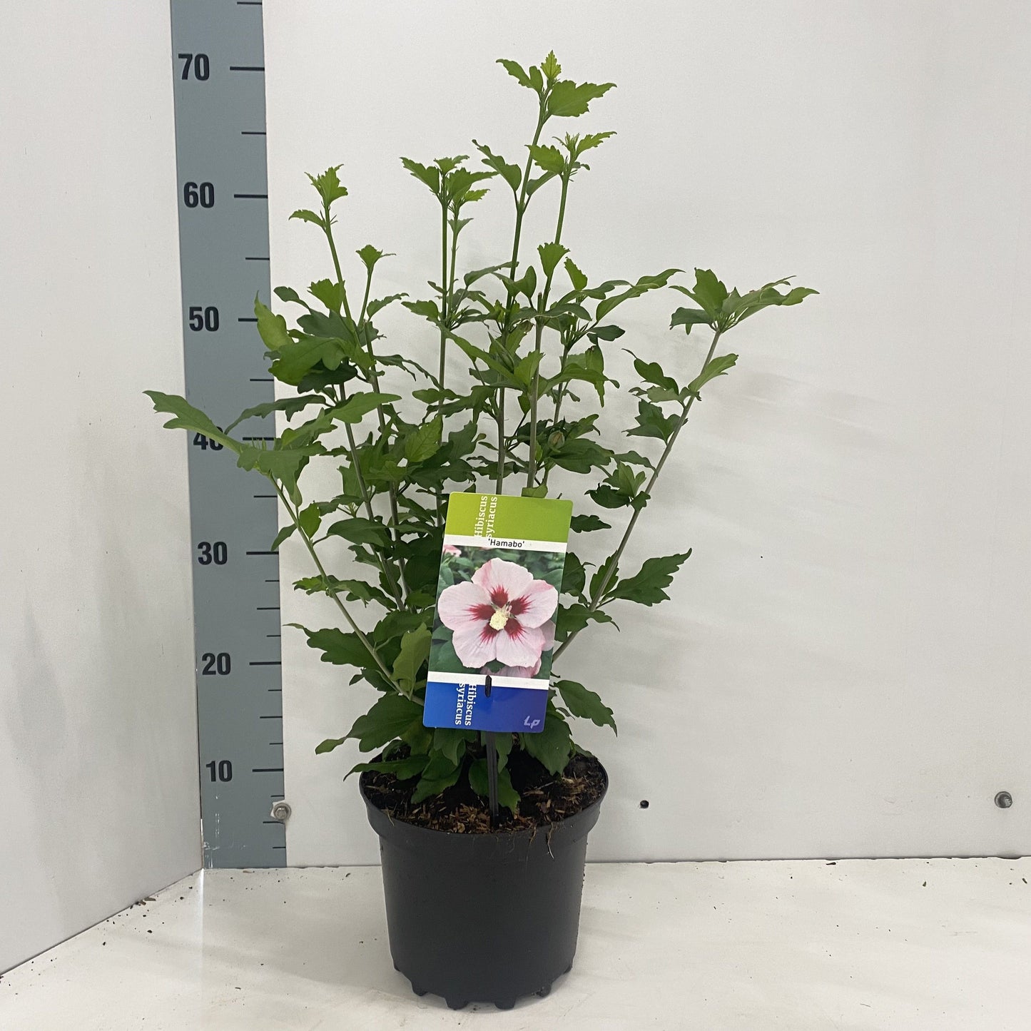 Hibiscus syr. Hamabo 40cm 19cm Pot