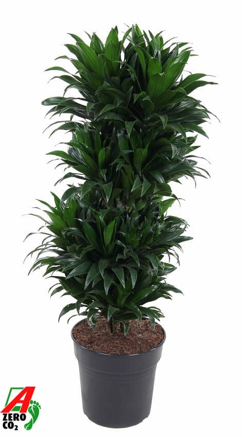 Dracaena fragrans Compacta branched 100cm 27cm Pot