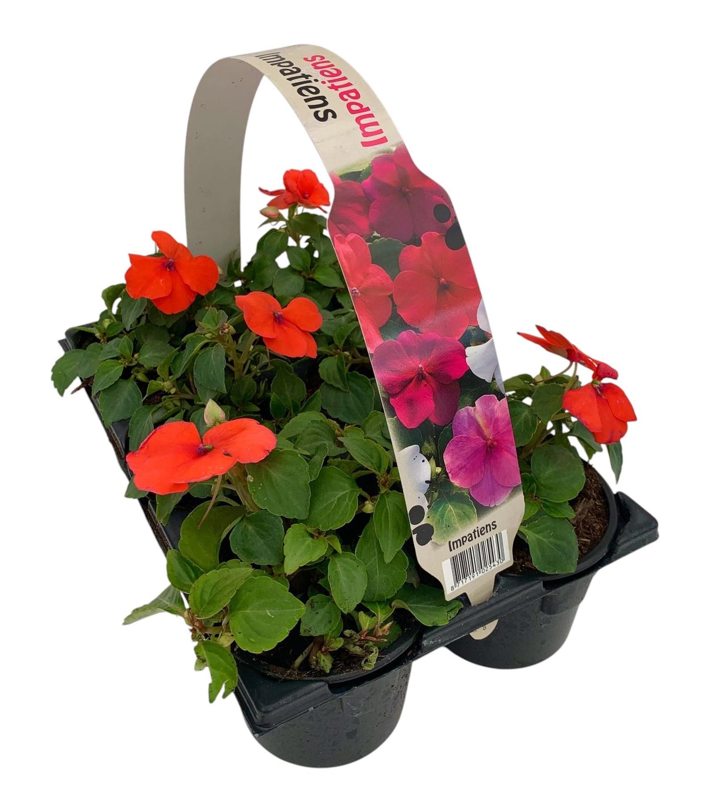 Impatiens wal. salmon 15cm 9cm Pot