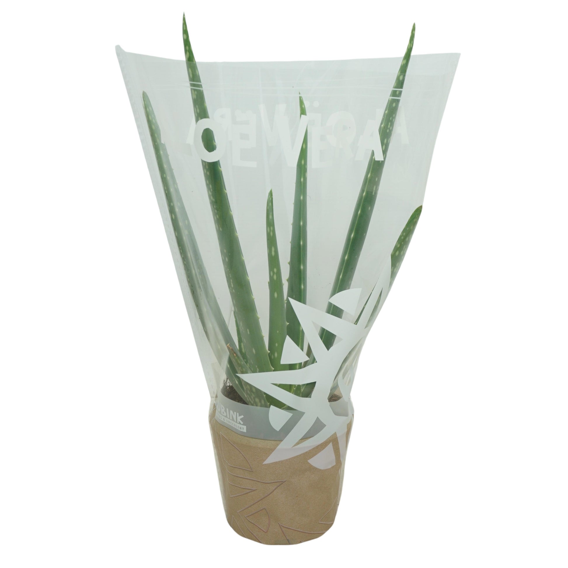 Aloe vera 30cm 510cm Pot