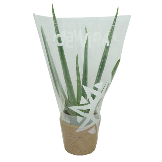 Aloe vera 30cm 510cm Pot