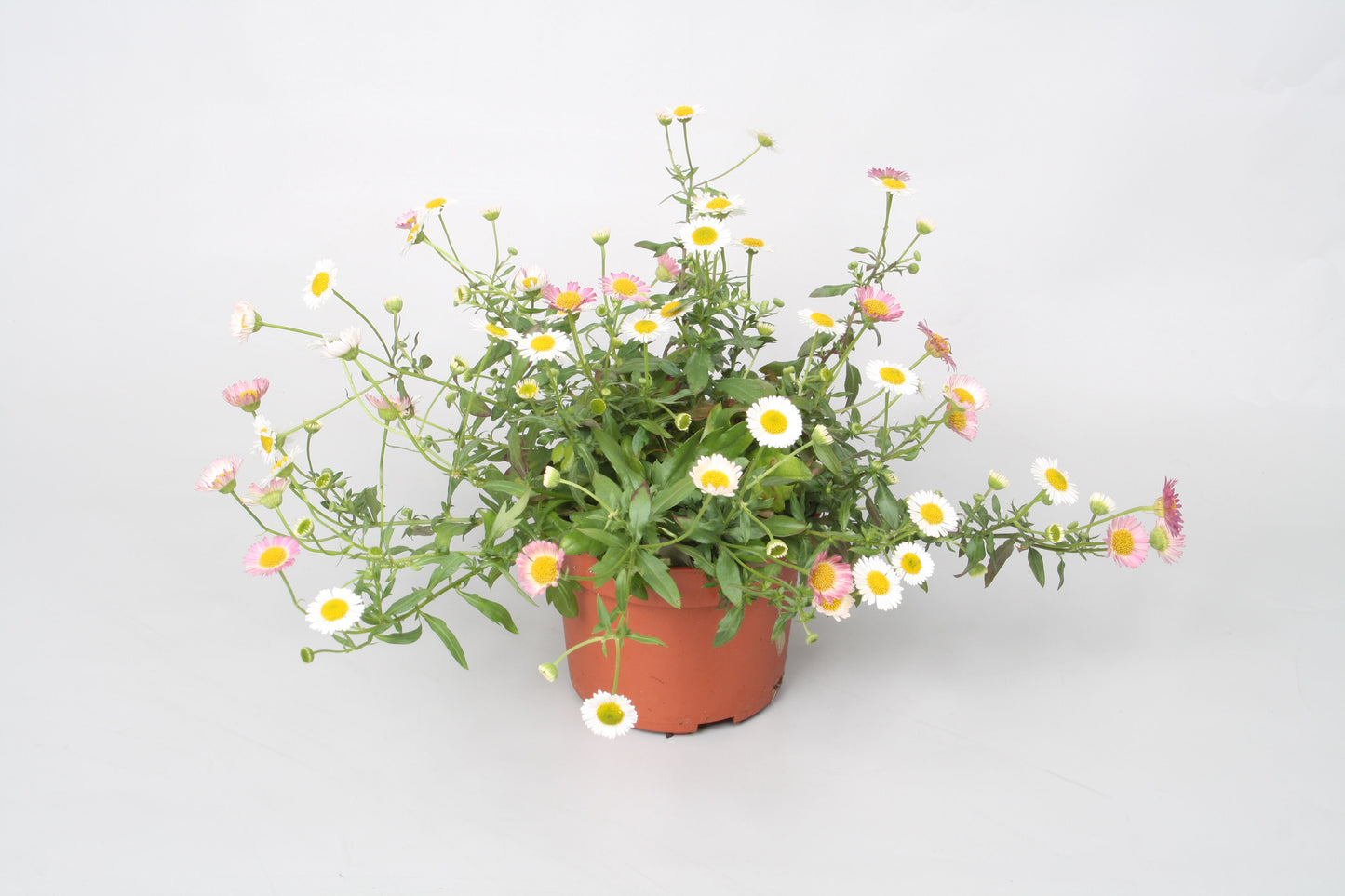 Erigeron karvinskianus 22cm 510cm Pot