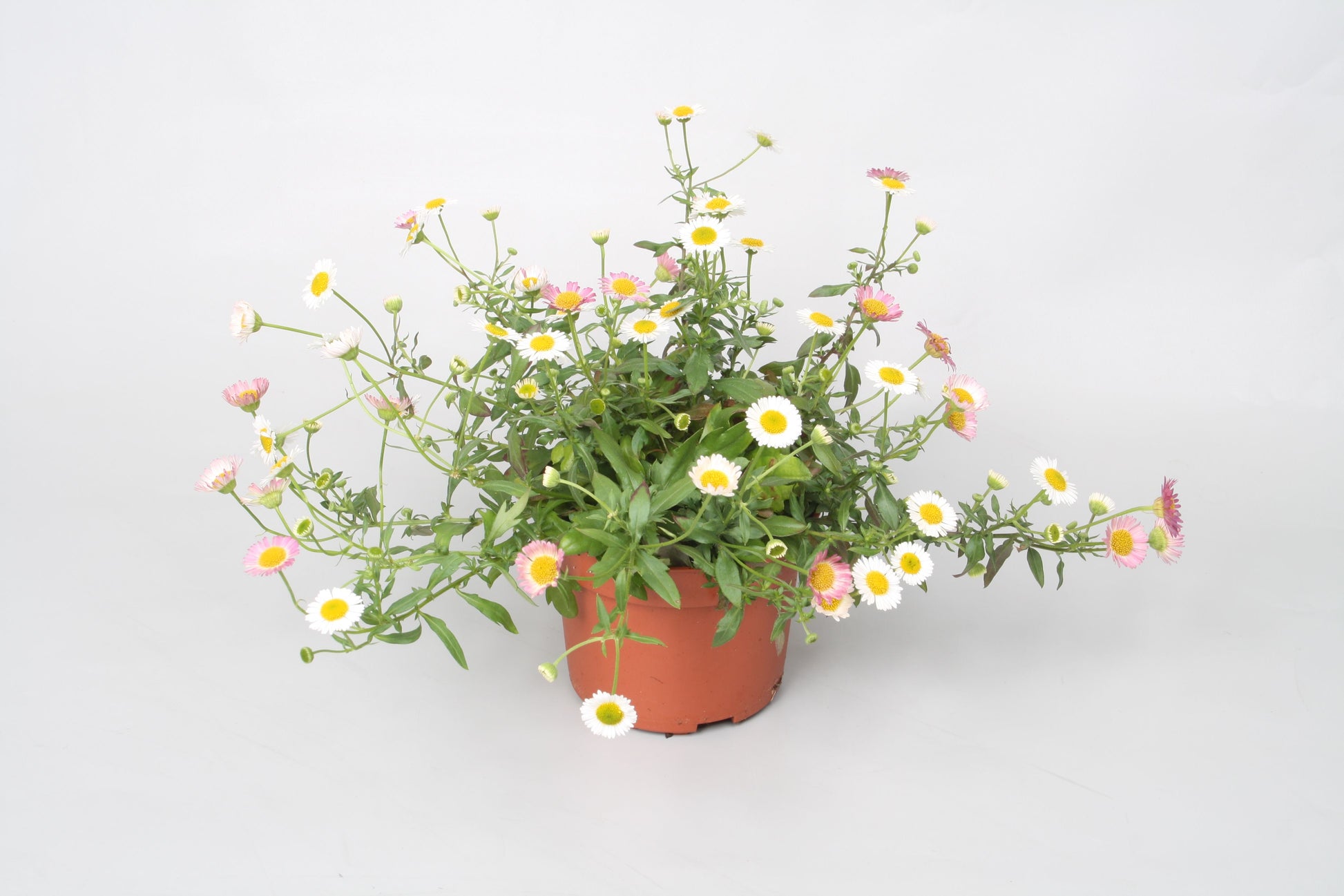 Erigeron karvinskianus 22cm 510cm Pot