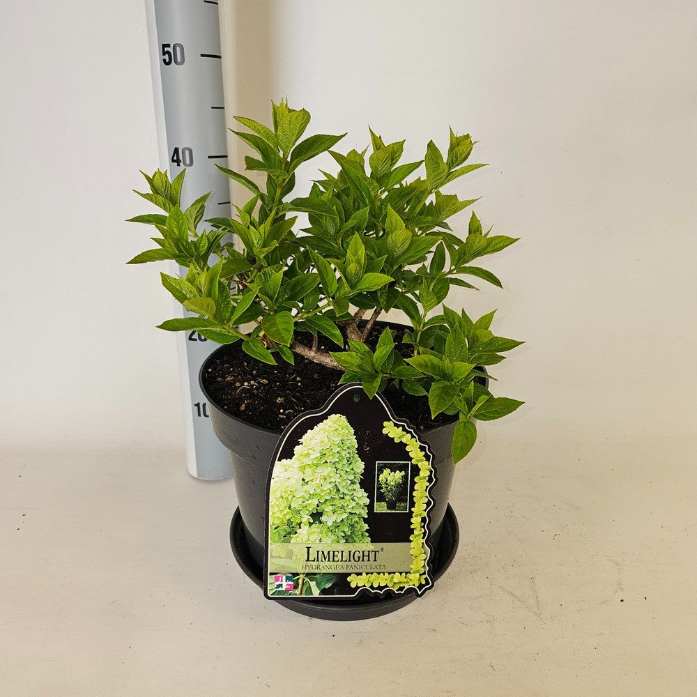 Hydrangea paniculata Limelight 80cm 29cm Pot