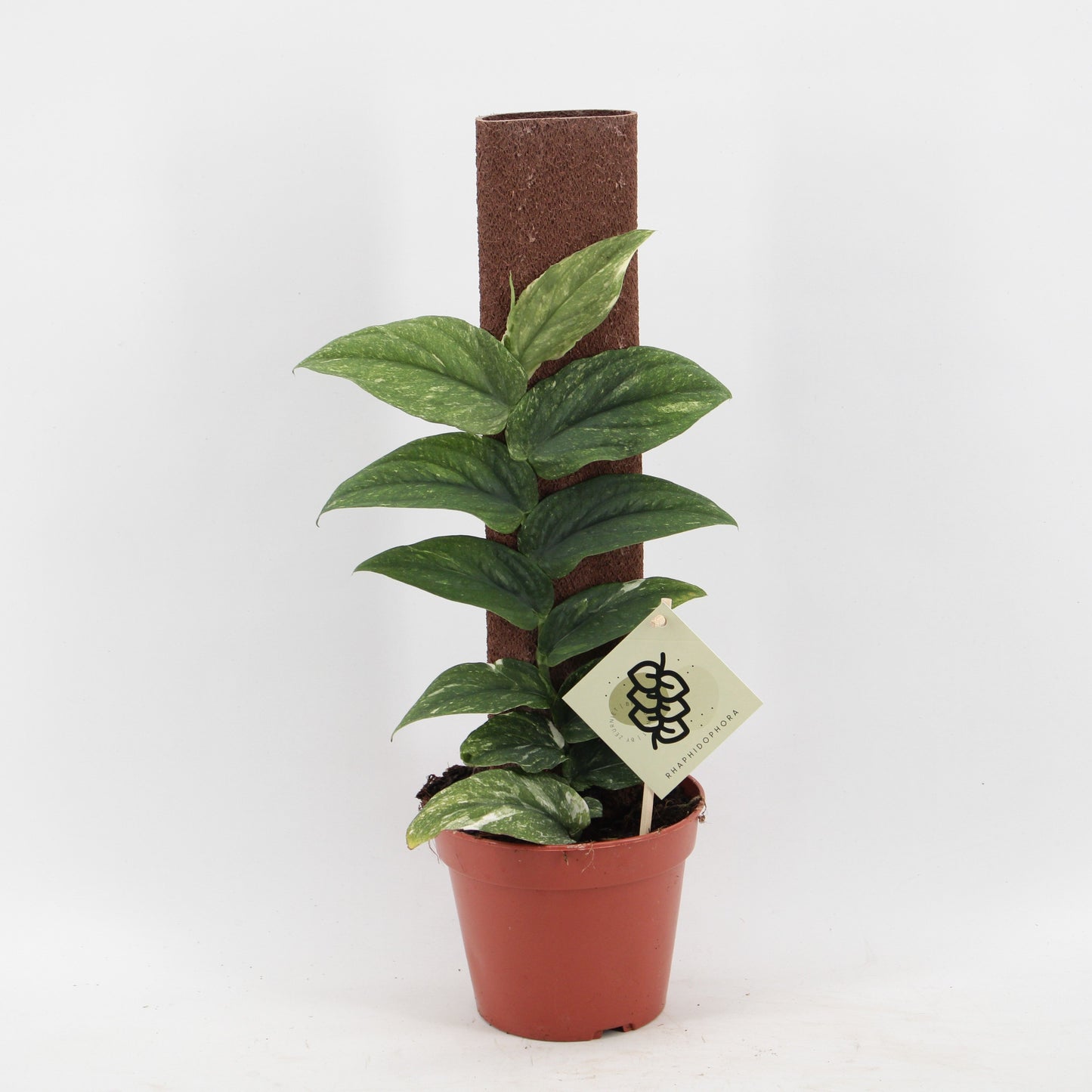 Rhaphidophora korthalsii 45cm 14cm Pot