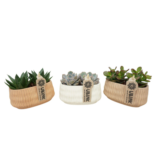 Succulenten mix (+ drp.ceramic) 10cm 14cm Pot