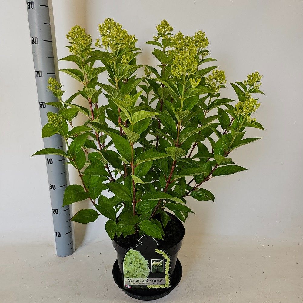 Hydrangea pan. Magical Candle 80cm 26cm Pot