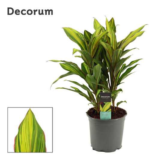 Cordyline frut. Kiwi 60cm 19cm Pot