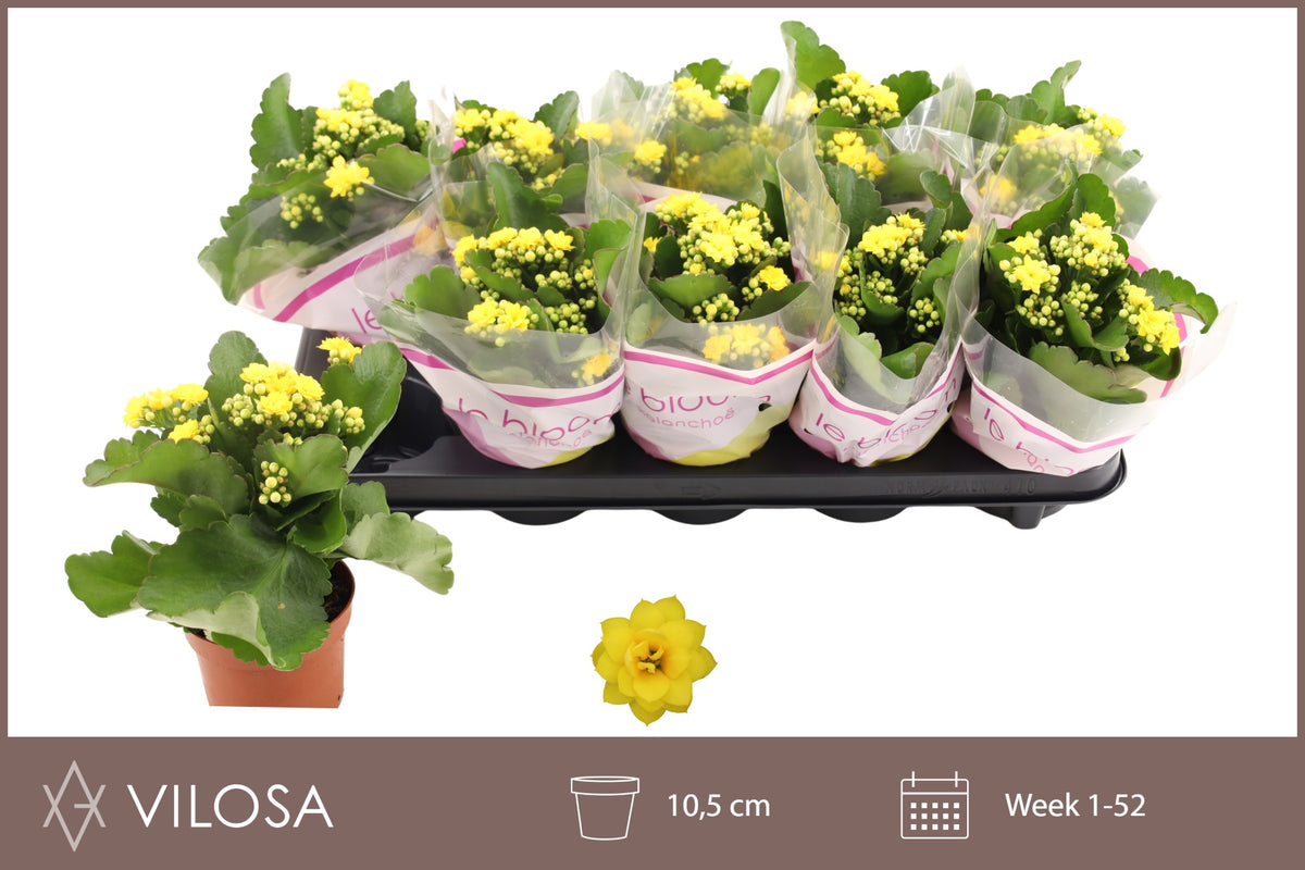 Kalanchoe Rosalina Don Amarillo 23cm 10.5cm Pot