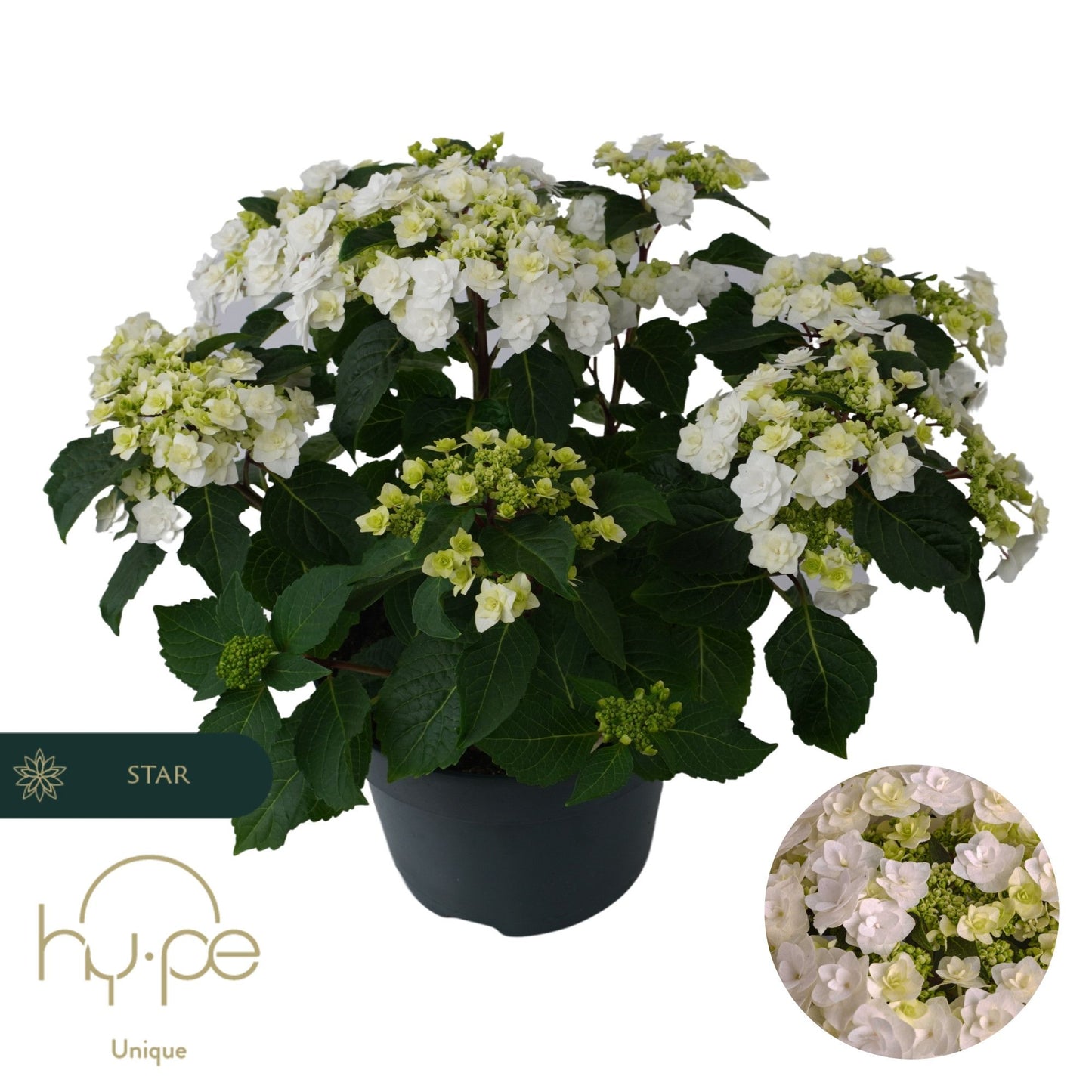 Hydrangea macr. Wedding Gown 45cm 23cm Pot