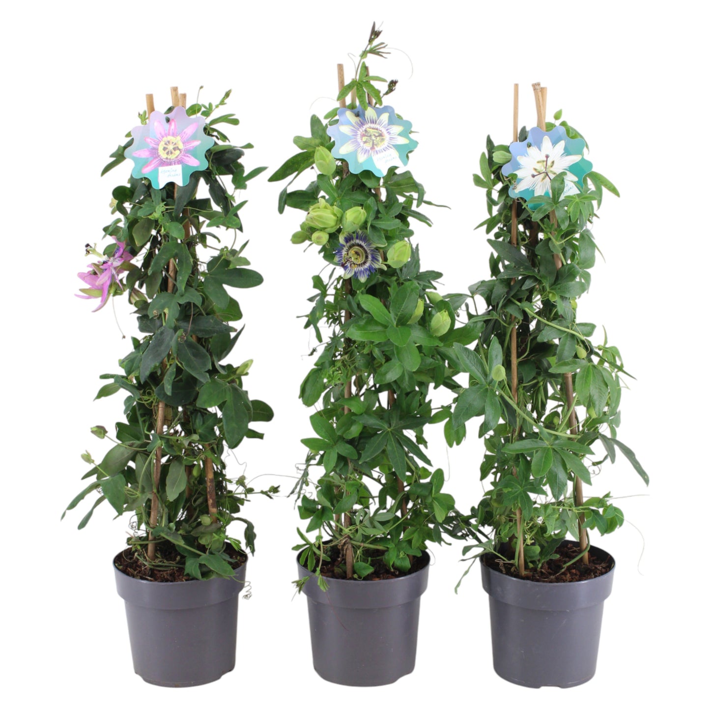 Passiflora mix 70cm 17cm Pot