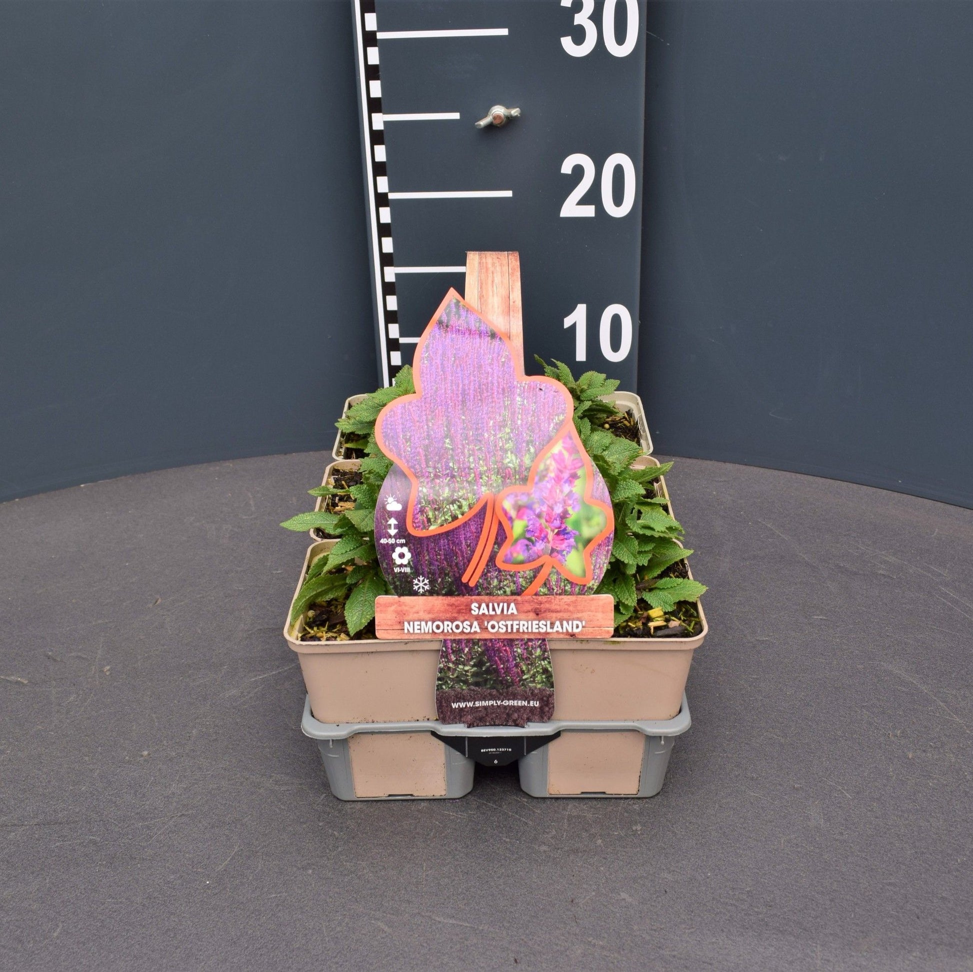 Salvia nem. Ostfriesland 6-pack 5cm 9cm Pot