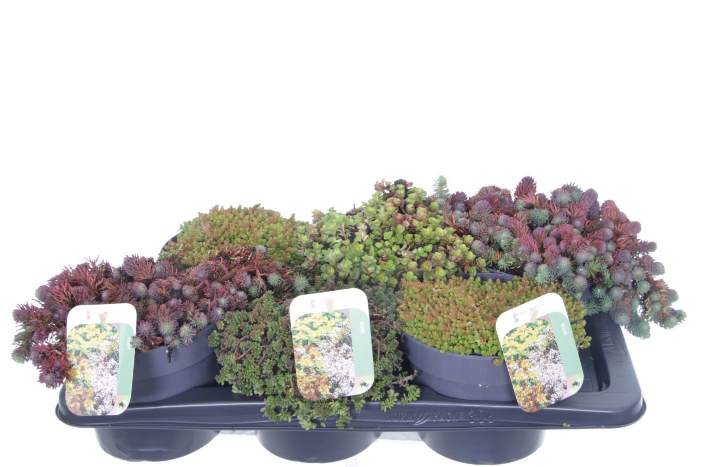 Sedum mix 25cm 17cm Pot