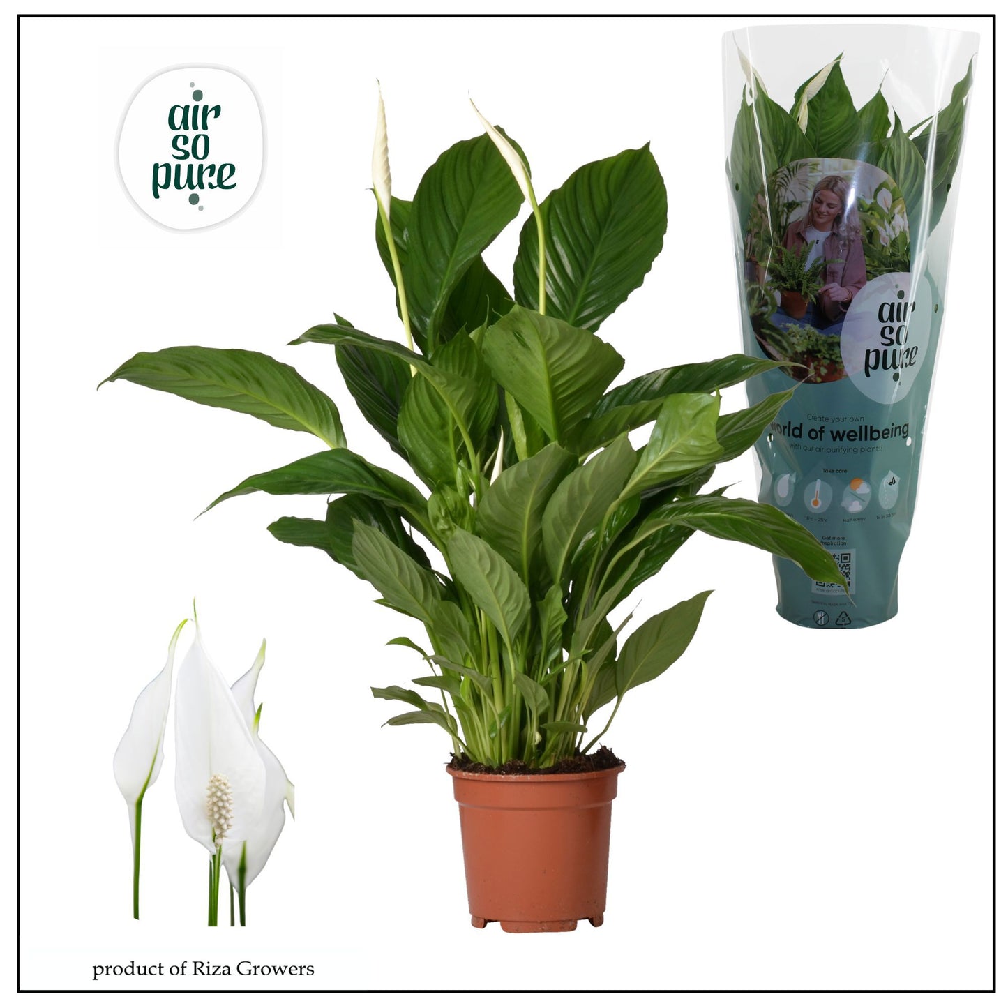 Spathiphyllum Vivaldi 70cm 17cm Pot
