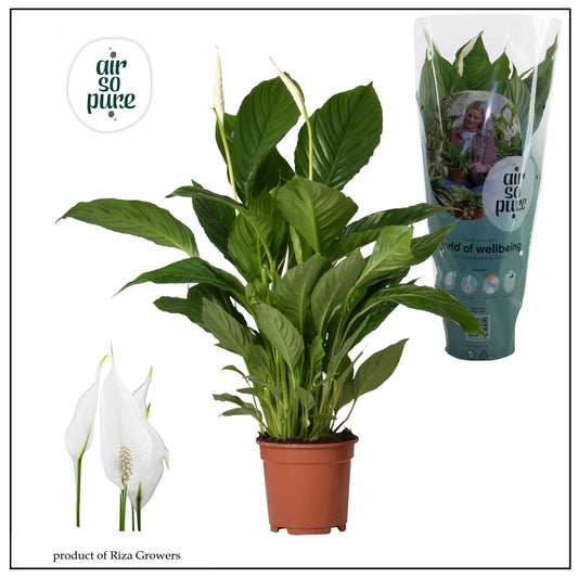 Spathiphyllum Vivaldi 70cm 17cm Pot