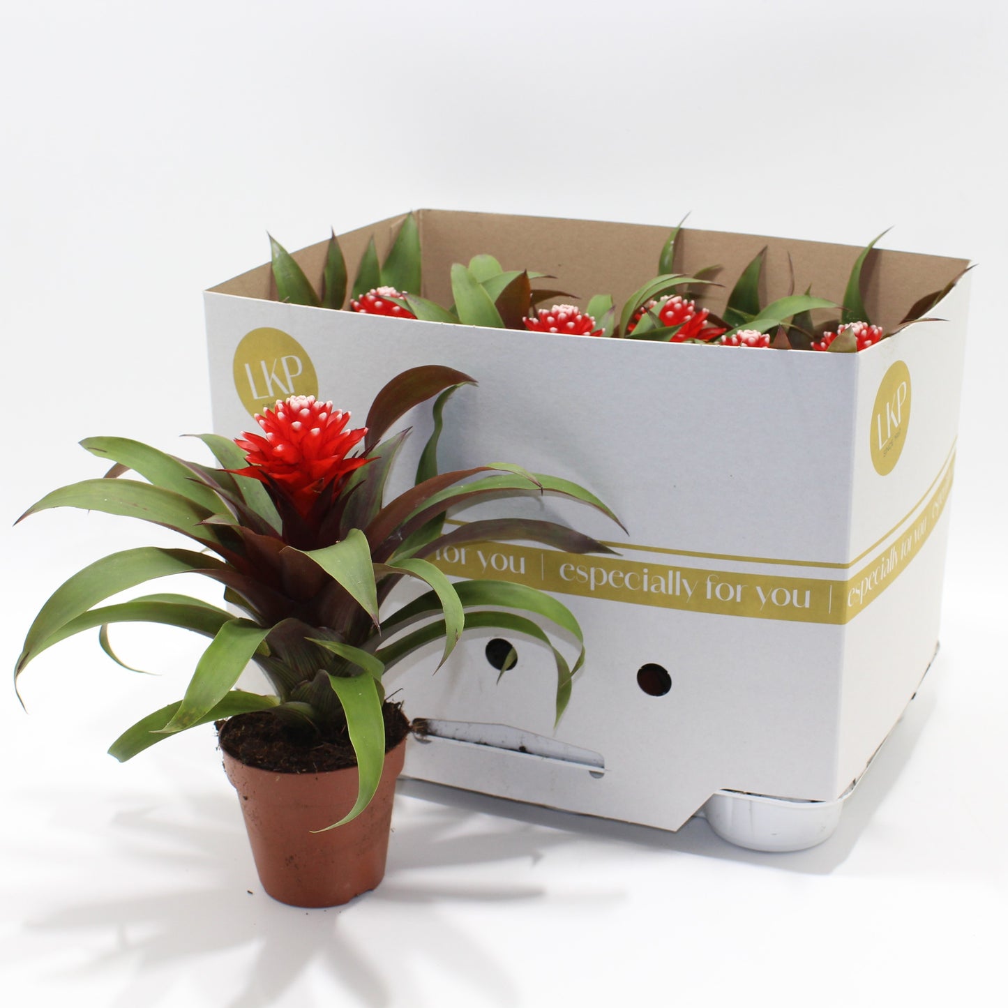 LKP plants Guzmania Priscilla Pack of 9