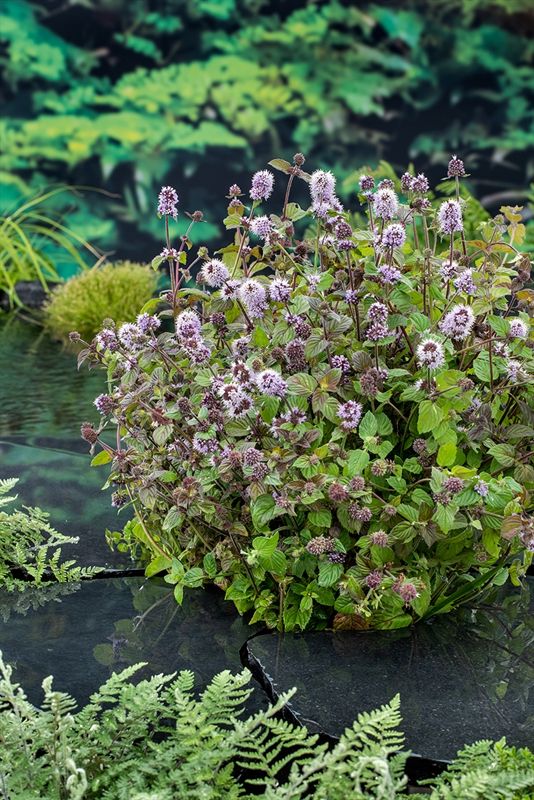 Mentha aquatica 20cm 9cm Pot