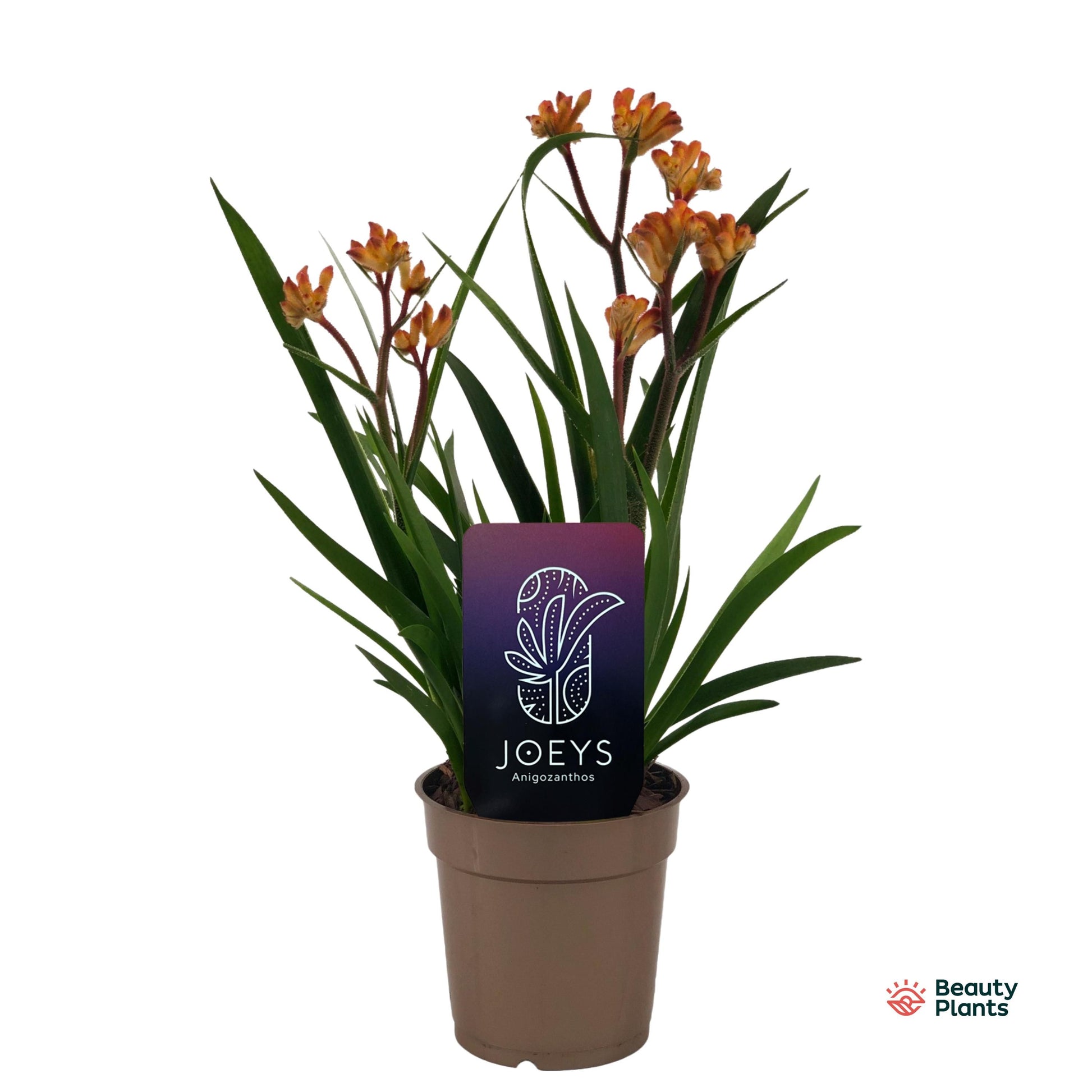 Anigozanthos orange 40cm 12cm Pot